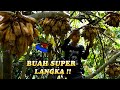 Buah Liar Super Langka Tidak Sengaja Ditemukan Ketika Sedang Menjelajah Hutan