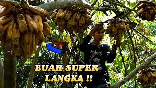 Buah Liar Super Langka Tidak Sengaja Ditemukan Ketika Sedang Menjelajah Hutan