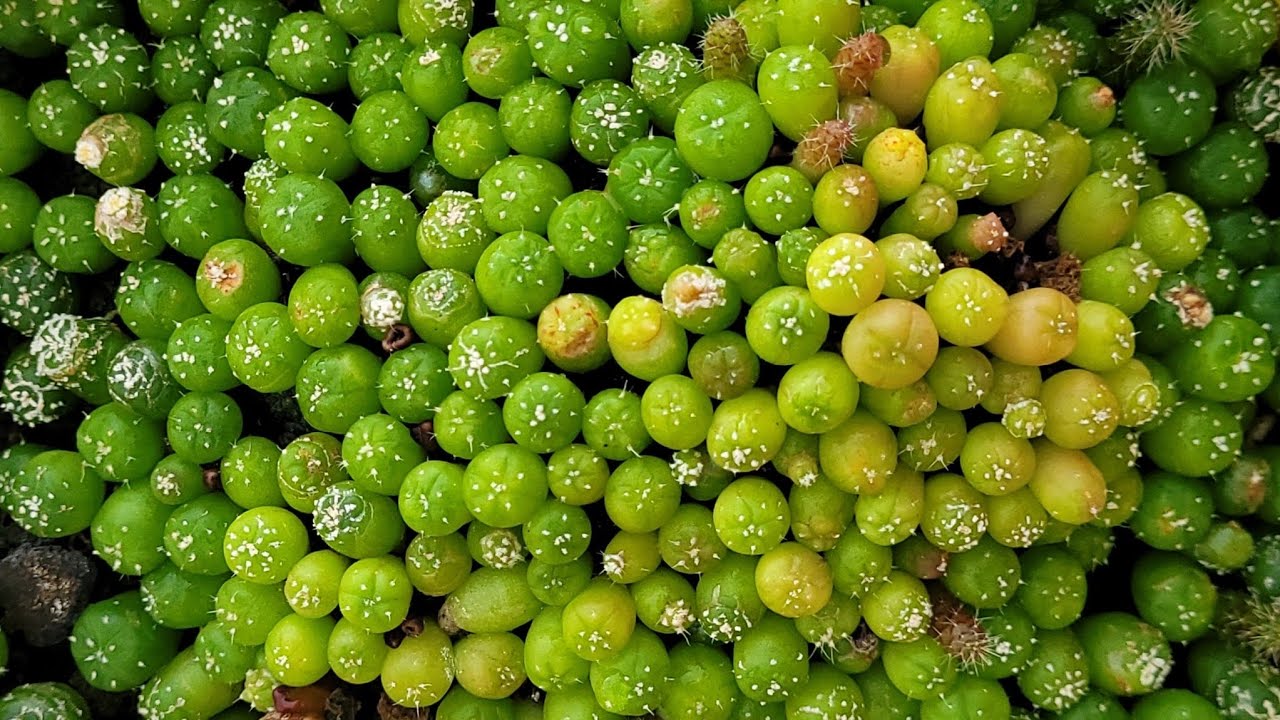 Como germinar sementes de cactos . Processo completo, polinização, sementes estufa.#plantas #cactus