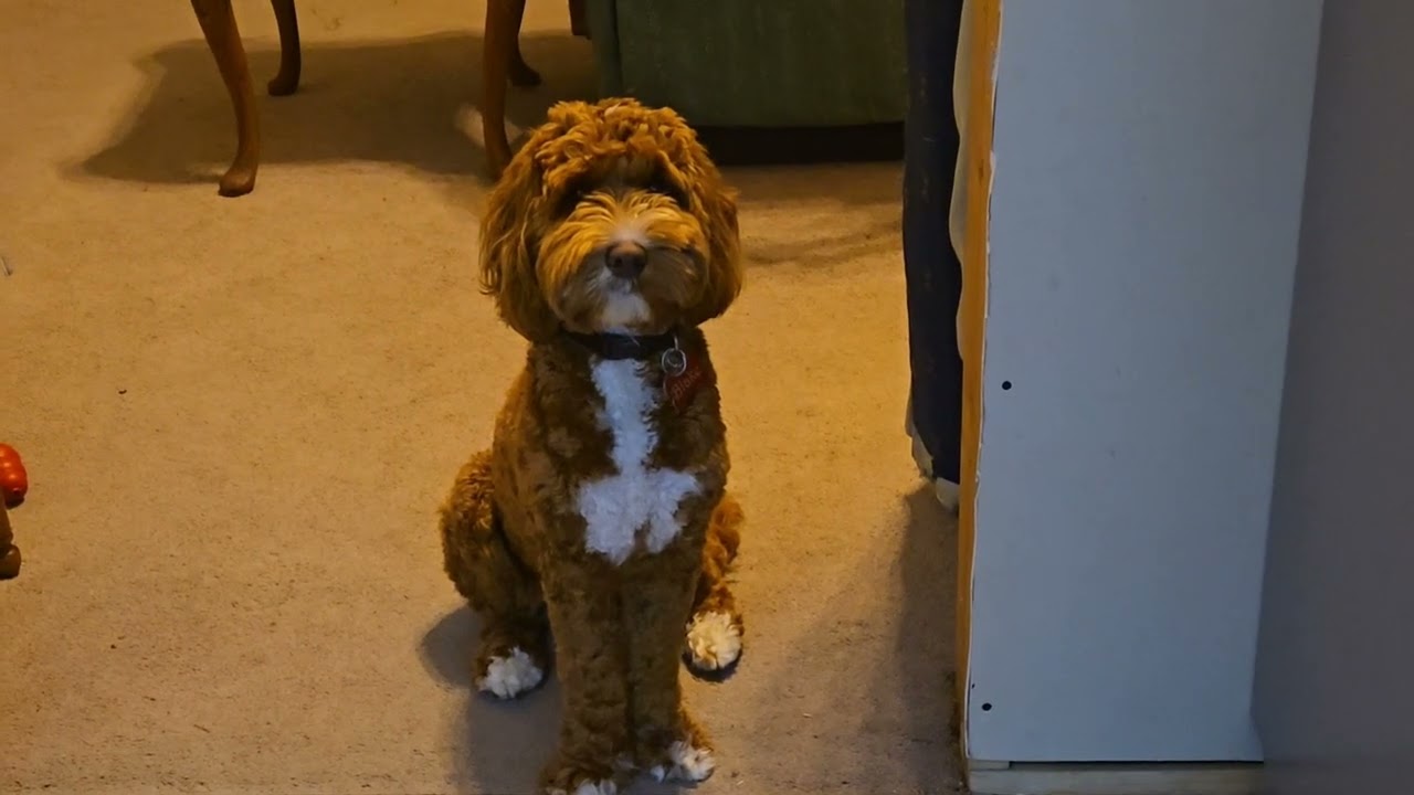 Tough Negotiator - 🥕 special 