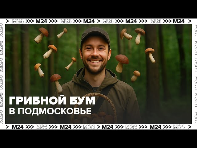  Грибной бум в Подмосковье: где и когда искать подберёзовики и белые