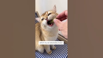 Thumbnail of I Took My Cat To Vet Because of This… 😢