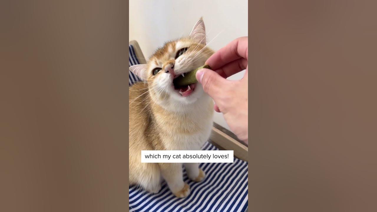 I Took My Cat To Vet Because of This… 😢
