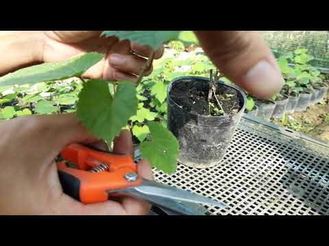 Video Hướng dẫn ghép cây Nho Ăn Quả lên gốc ghép cây Nho Dại. - youtube