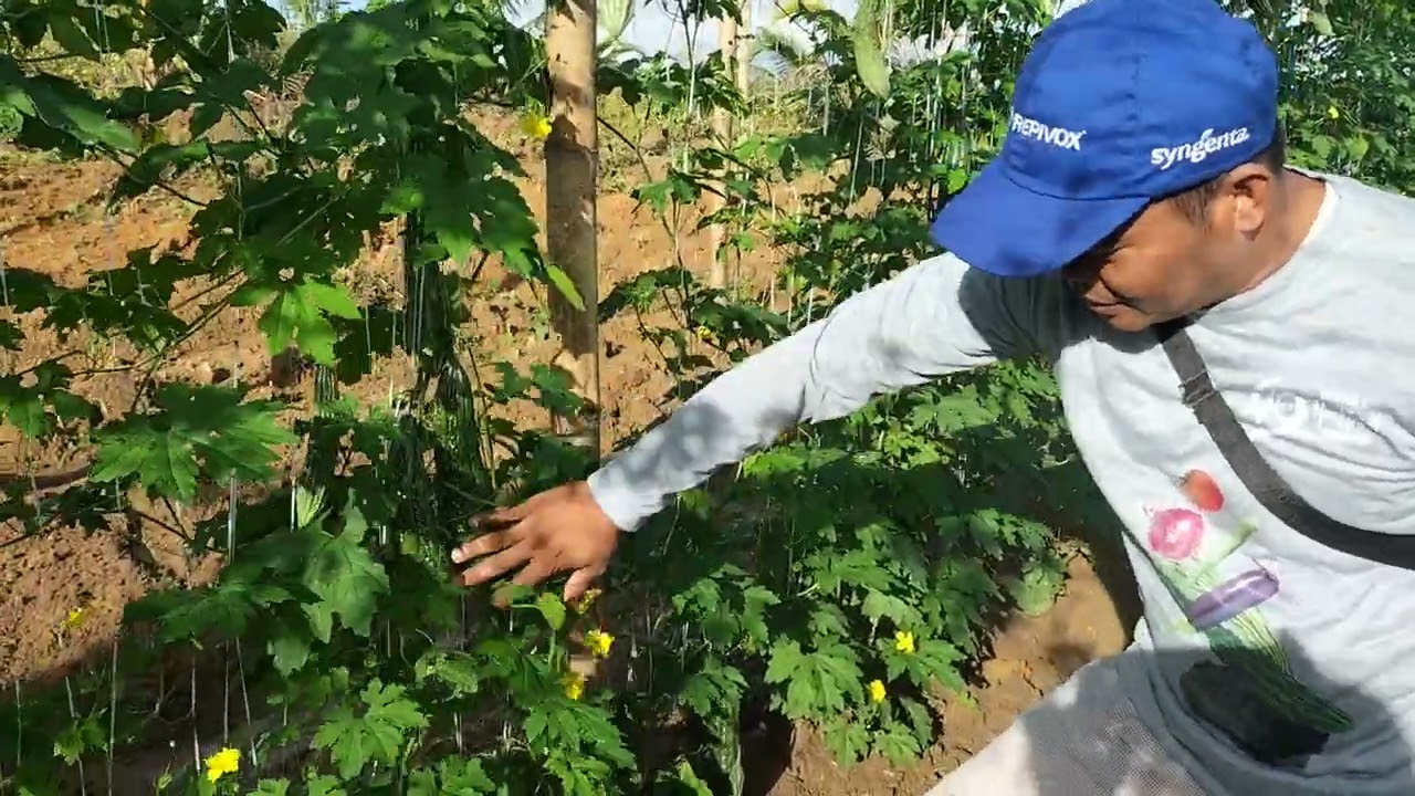 Ilang Araw sir pwedi na magharvest Ang ampalaya, ito Po mga ka farmers pls subscribe thank you Po ❤️