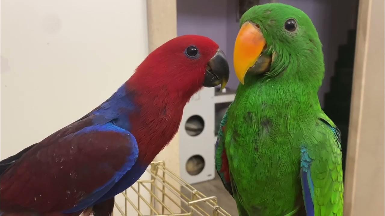 cute couple of parrots. affectionate parrot - YouTube