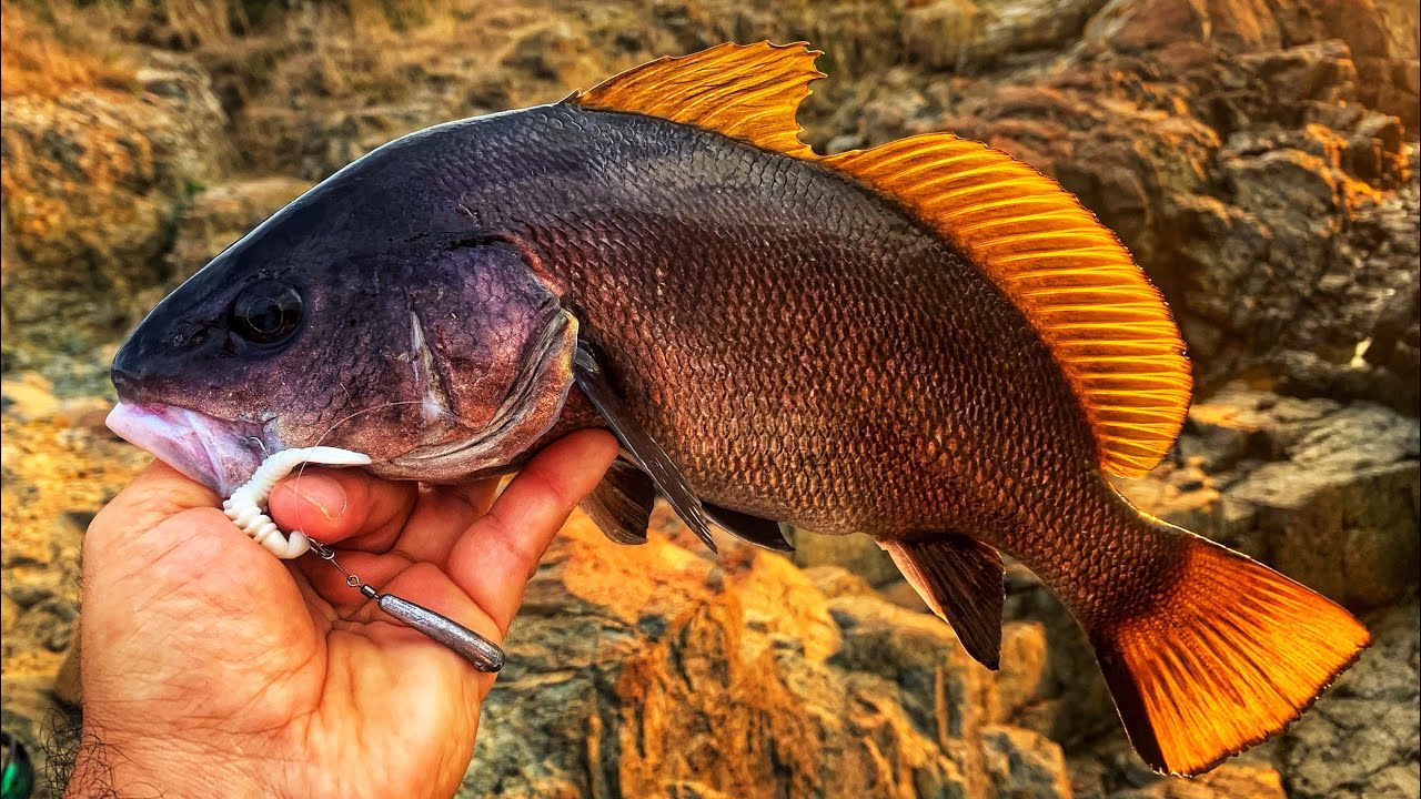 LRF Черноморска Врана C&R