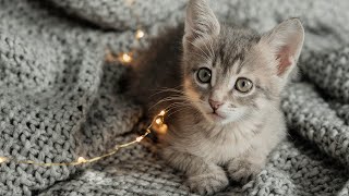 Music for CatsRelaxing Cat Music Playlist, Help Cats Sleep and Relax. Help with anxiety