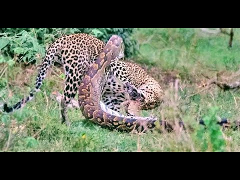 Python Constricts Leopard As It Fights Back - YouTube