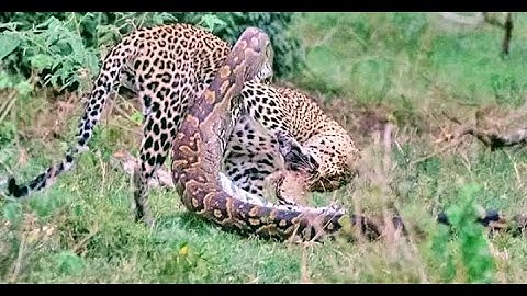 Python Constricts Leopard As It Fights Back