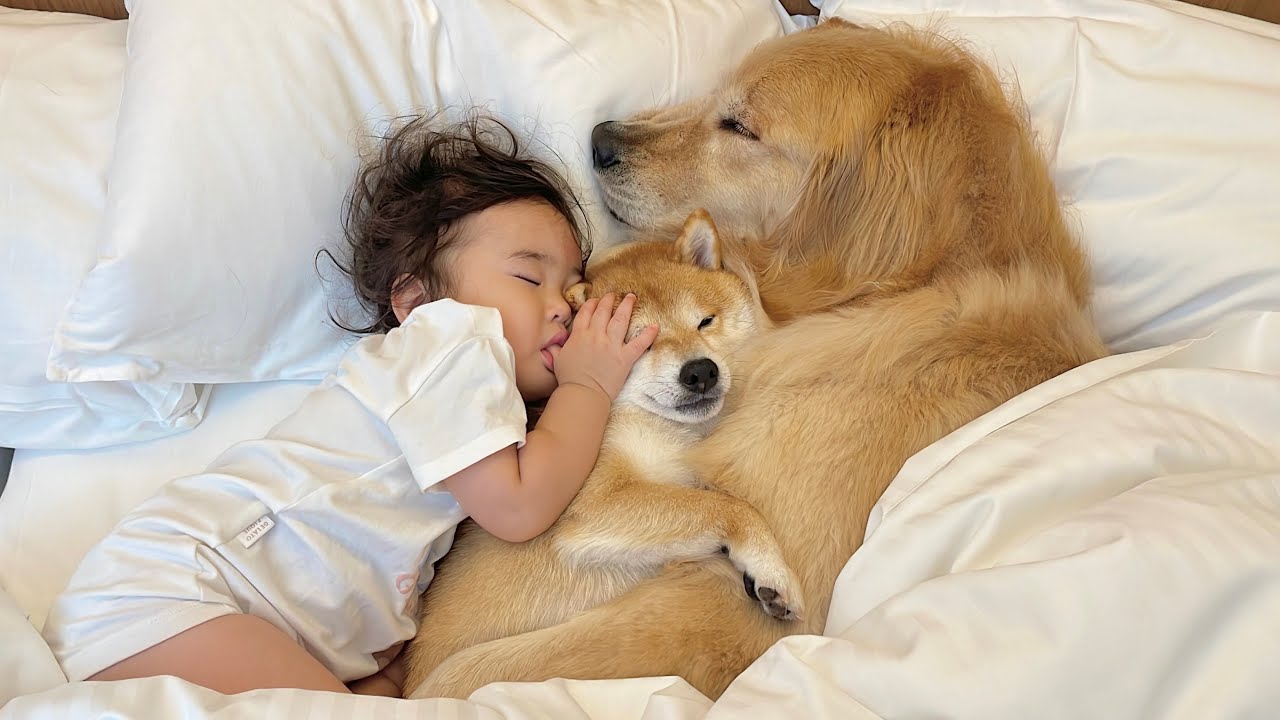 中々寝付けない1歳児も寝かしつけてしまう包容力のある豆柴とゴールデンレトリバー