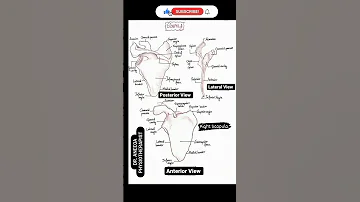 #scapula #bone #anatomy @dr.aneeqaphysiotherapist571