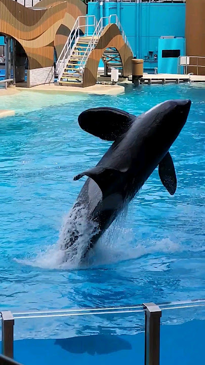 IMPOSSIBLE😫CAN ORCA BE SO CLOSE TO ANYONE!! CAUGHT IN HER AWE!! PLS SUBSCRIBE WATCH ORCA PLAYLISTS🫠
