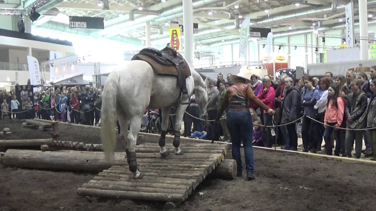 Hansepferd Hamburg 2016