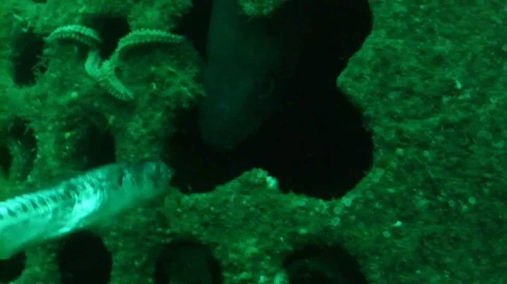 Conger eel feeding
