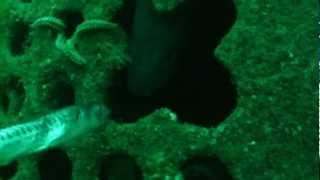 Conger eel feeding