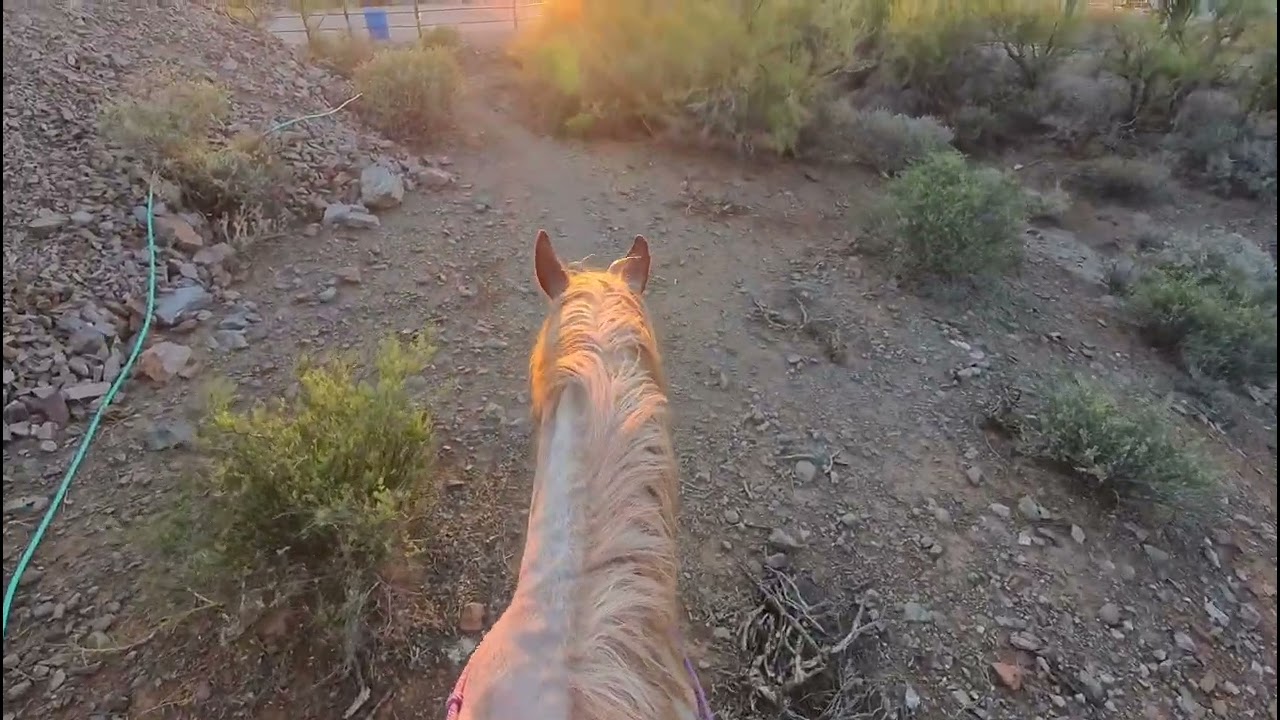 Trail ride on Odin 