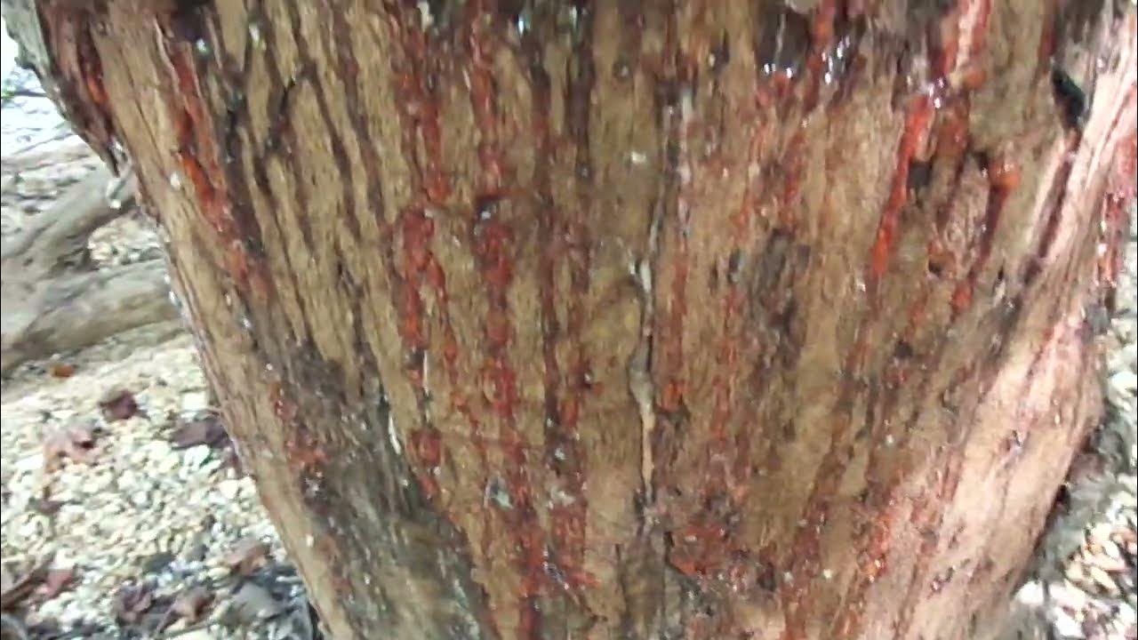 SAP LEAKING FROM THE TREE YouTube