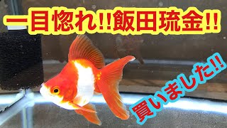 【飯田琉金 金魚購入】一目惚れしました‼︎新しい金魚ちゃん紹介します‼︎