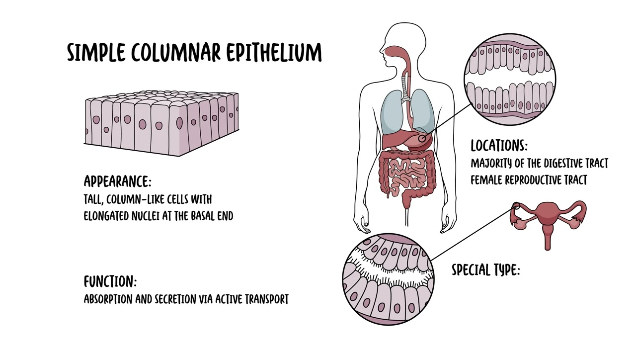 Epithelial Tissue and Epithelial Cells Explained Clearly