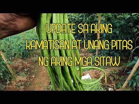 Video: Lumalagong Mga Beans Ng Gulay Sa Mga Mapanganib Na Lugar Ng Pagsasaka