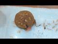 The elegant bath time and mealtime of Rain frog.