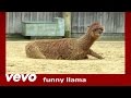 Llama  the llama song