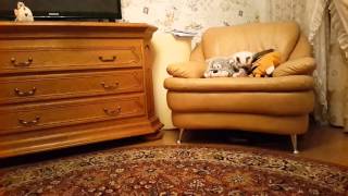 Котенок приносит игрушку. Кошка девон-рекс gevon-rex Котенок приносит игрушку. Кошка девон-рекс gevon-rex