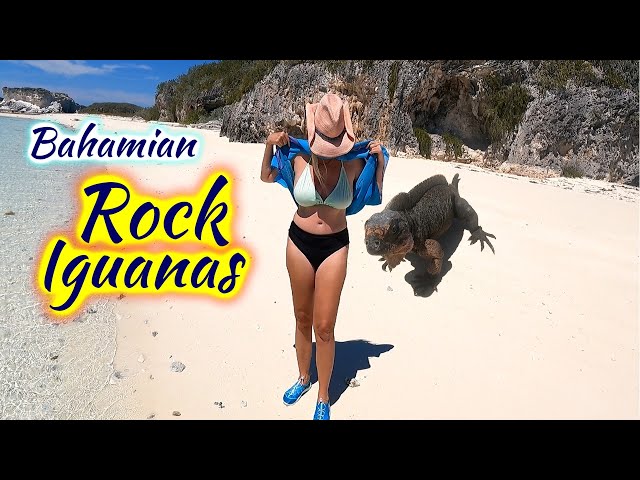 SDA137 Bahamian Rock Iguanas class=