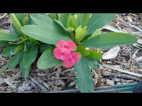 Video September 21, 2022 Tản mạn về cuộc sống ở Mỹ - youtube