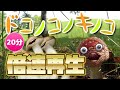 キノコが踊る!ドコノコノキノコ_倍速再生!20分再生!【おかあさんといっしょ】