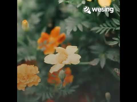 漂洋过海来看你(Live)