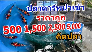 ปลาคาร์พจัดโปรราคาถูกเริ่มต้น 500(ตามสภาพ) 1,500 2,500 5,000