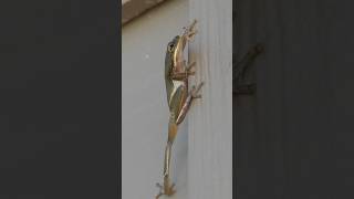 Tree Frog finds cool spot to rest on hot day
After breakfast, a Tree Frog (Hyla sp.) either a Squirrel Tree Frog (Hyla squirella) or a Green Tree Frog (Hyla cinerea) climbs up the outside of a wall at the visitor center at Attwater Prairie Chicken National Wildlife Refuge, in Colorado County, TX, USA. It finds a nook between a back door and the door jamb to rest in and probably stay cool as the sun begins to bake the prairie. Tree Frog finds cool spot to rest on hot day