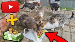 Download lagu SOKAK KEDİLERİNİ BESLEDİM Youtube Gelirim İle SOKAK KEDİLERİNİ BESLEDİM Youtube Gelirim İle
