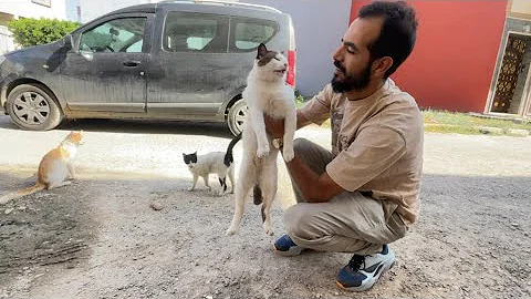 Video 11145981: siamese cat love, feeding