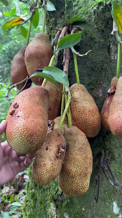 Panen buah di dalam hutan #shortvideos #shortvideo #petualangan