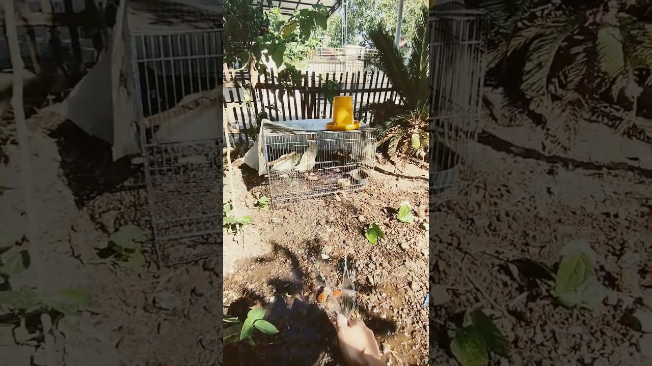 anakan entok jumbo usia 1 bulan..habis pakan 6 kg untuk 2 ekor #entokjumbo #ponorogo