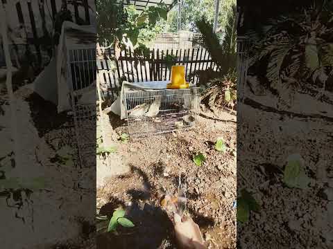 anakan entok jumbo usia 1 bulan..habis pakan 6 kg untuk 2 ekor #entokjumbo #ponorogo