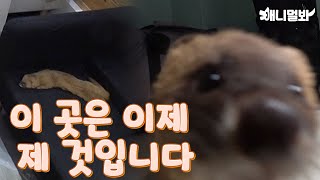 Weasel Arouse by SBS TV동물농장x애니멀봐 12,136 views 3 days ago 6 minutes, 48 seconds