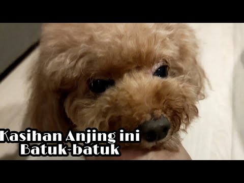 Anjing Batuk-batuk