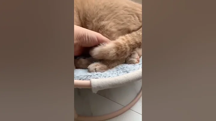 Video 11671891: cute cats best funny