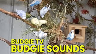 Budgie TV - Happy Budgie Sounds For Birds #birds #budgies #parakeet