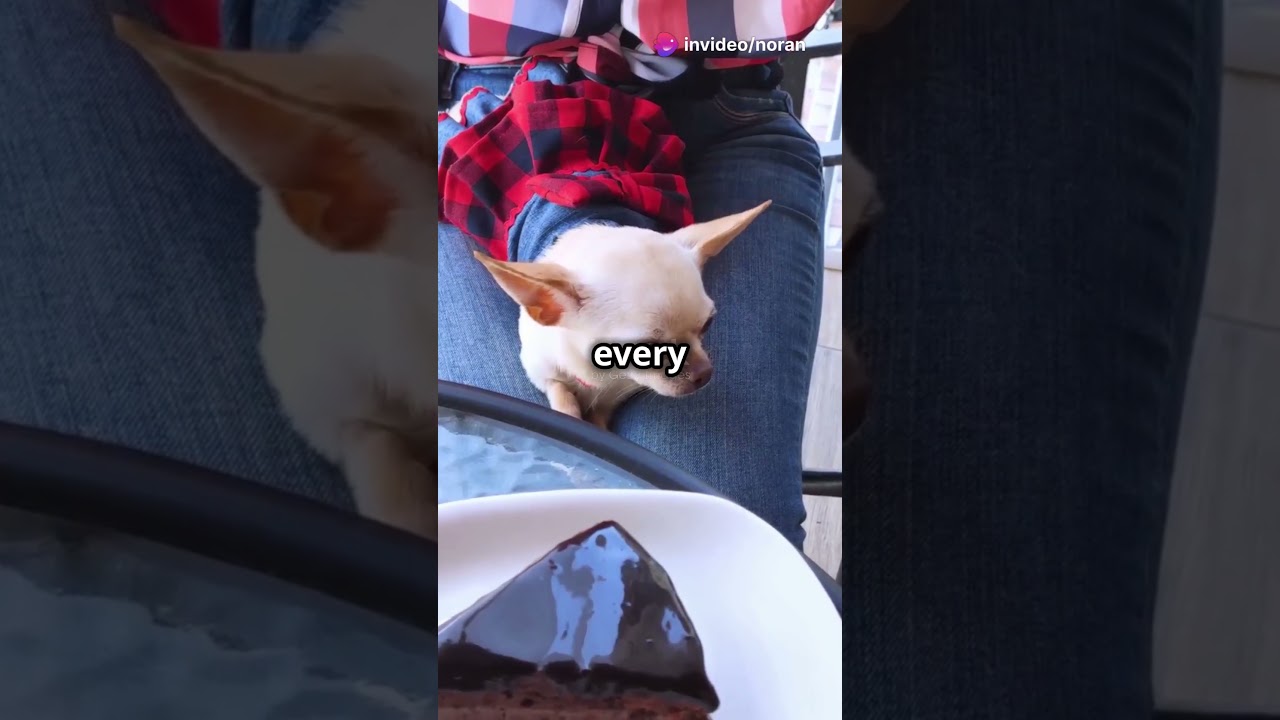 Paws & Coffee  Best Dog Friendly Cafes! 2024 