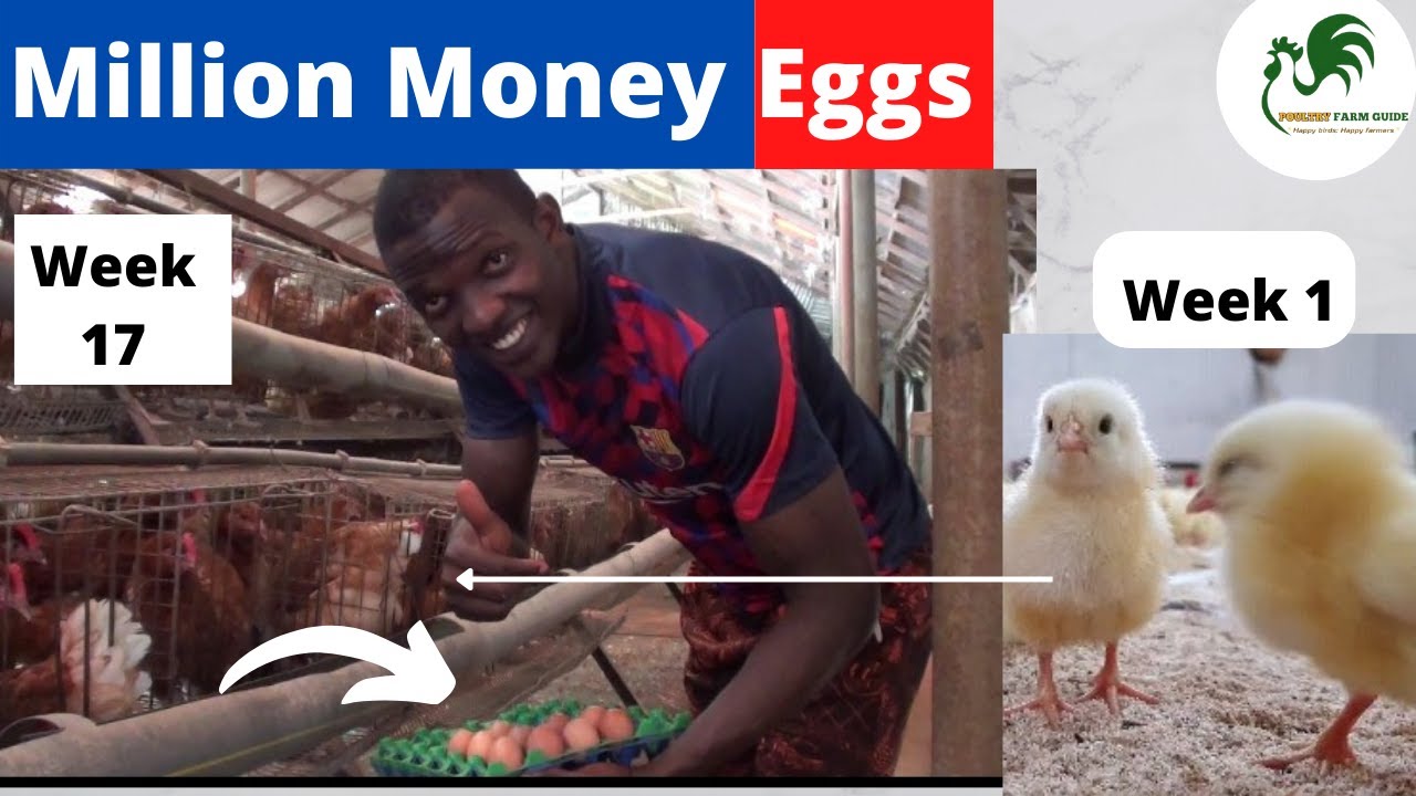 How We Did It @ Week 17th: Guide To Layers Poultry Farming In Nigeria ...