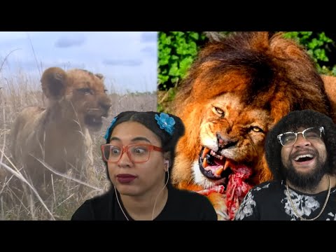 From Cub To King: A Lions Tail | Casual Geographic Reaction