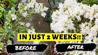 7 SIMPLE STEPS TO MAKE YOUR BOUGAINVILLEA BLOOM ALL YEAR!