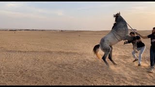تدريب حصان عنيد على الجلوس + اكشن مع صويتي how to teach your horse to sit