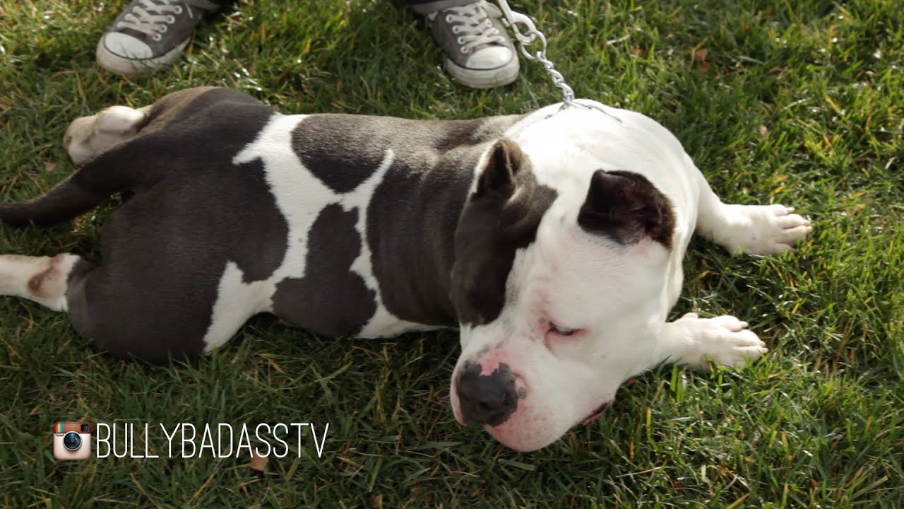 american bully standard extreme