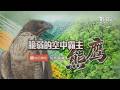 【脆弱的空中霸主熊鷹 完整版】羽毛背後的血淚 揭密熊鷹的保育真相｜TVBS新聞 @TVBSNEWS01